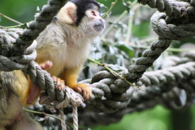 Close-up of monkey on tree