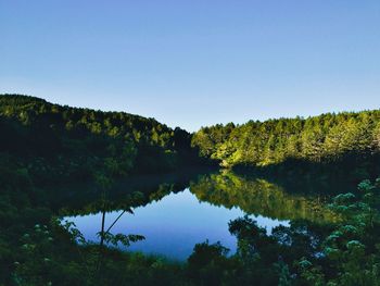 Scenic view of lake in forest against clear sky