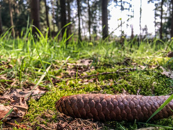 Close-up of snake on field