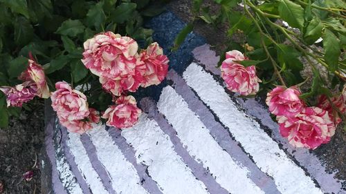 Close-up of pink flowers