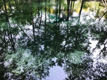 Reflection of trees in lake