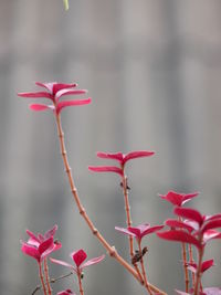Close-up of pink flowers blooming outdoors