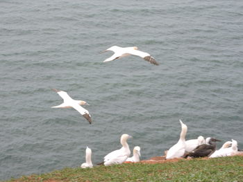 Seagulls flying over sea