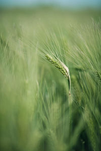 Close-up of wheat growing on field