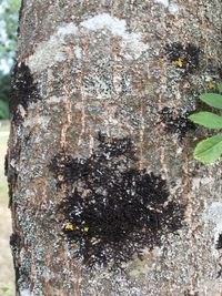 Close-up of tree trunk