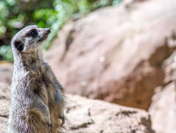 Close-up of meerkat 