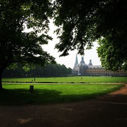 Trees in park