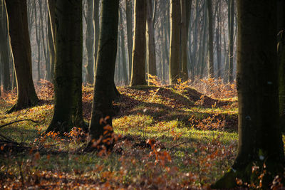 Sunlight streaming through trees in forest