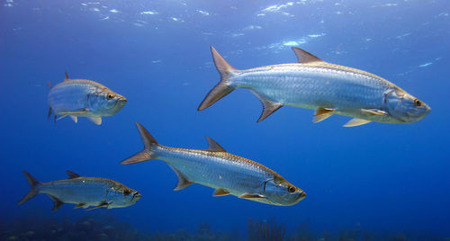 Fish swimming in sea