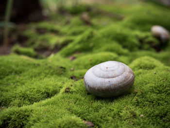 Close-up of shell on grass