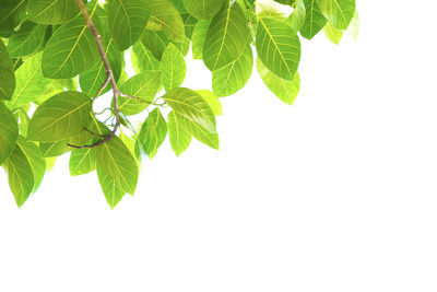 Close-up of leaves against white background