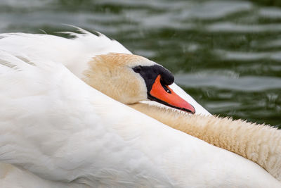 Close-up of swan in lake