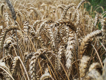 Close-up of wheat growing on field