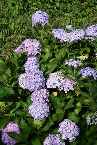 High angle view of purple flowering plants