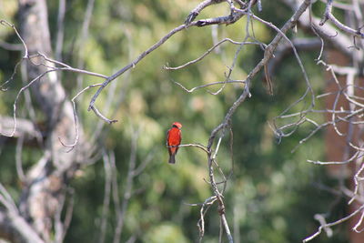 Close-up of red berries on branch