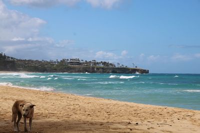 Dog on beach by sea against sky