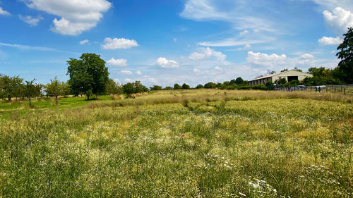 Scenic view of field against sky