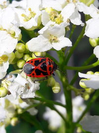 Close-up of ladybug on white flowers