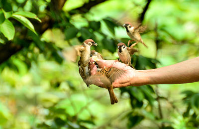 Cropped hand feeding sparrows