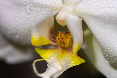 Close-up of wet flower