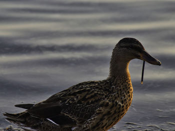 Close-up of a bird