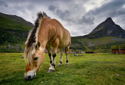 Horses grazing in romedalen, norway