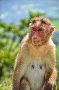 Close-up portrait of monkey