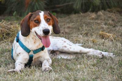 Portrait of dog on field