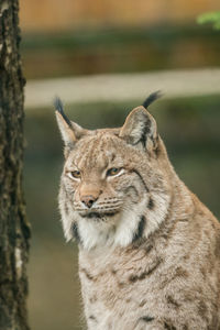 Close-up of a cat looking away