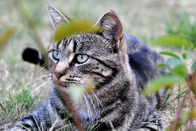 Close-up portrait of a cat