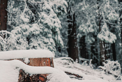 Snow covered field by trees