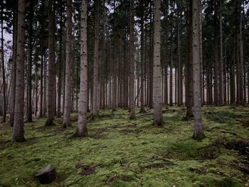 Trees in forest