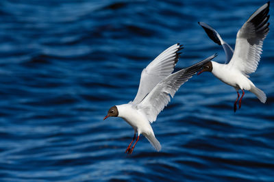 Seagulls flying over sea