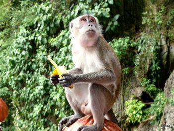 Monkey sitting on tree