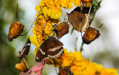 Close-up of butterfly on yellow flower