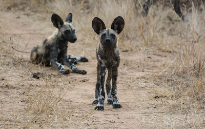 Portrait of dogs running on land