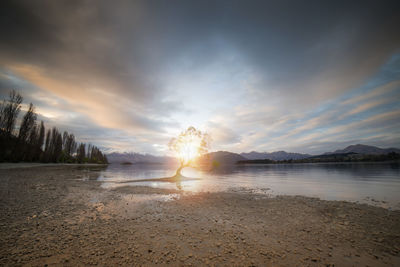 The famous willow tree in wanaka during sunset.that wanaka tree during sunset.