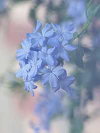 Close-up of purple flowering plant