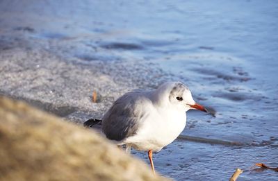 Seagull perching on a beach