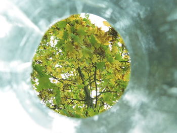 Directly above shot of plants against trees