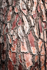 Full frame shot of tree trunk