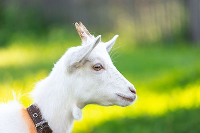 Close-up of goat on field