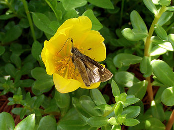 Close-up of butterfly pollinating on yellow flower