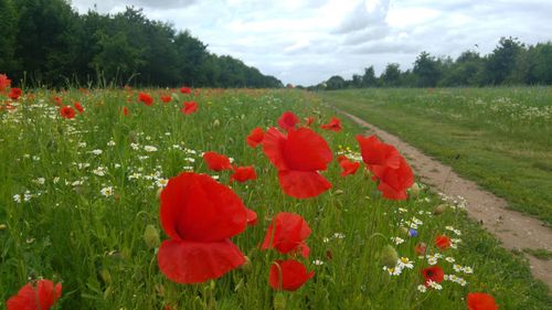 Red poppy flowers blooming in field