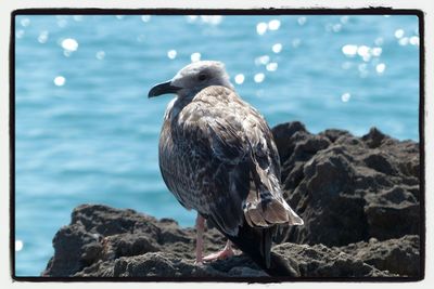 Rocks in sea