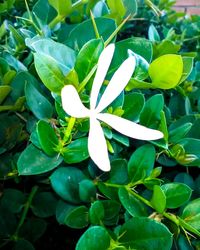 Close-up of plants against blurred water