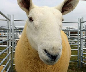 Close-up of horse