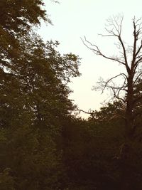 Low angle view of trees in forest against sky