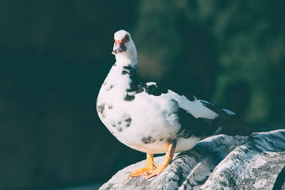 Close-up of seagull perching