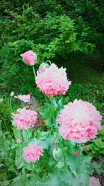 Close-up of pink flowers in garden